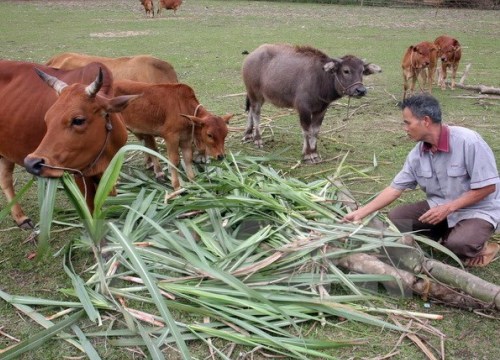 Lào Cai: Hơn 2.200 hộ thoát nghèo nhờ tín dụng chính sách