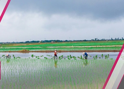 'Nông dân lao đao... vì không có lũ