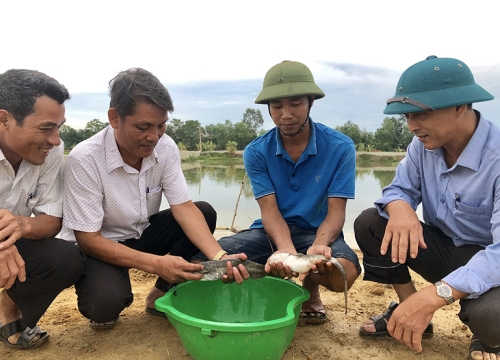 Nuôi loài cá đặc sản trơn nhớt đuôi dài, bán 150-160.000 đồng/kg