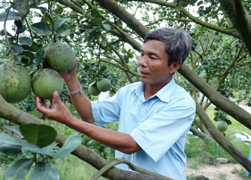 Phục tài ông Chiến: Trồng 3ha bưởi da xanh thuần chủng lời 2 tỷ/năm