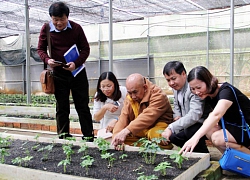 Trồng sâm trên độ cao 1.400m ở Lâm Đồng, vừa chất vừa năng suất