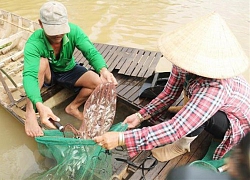 Lũ mãi không về miền Tây: Khan hiếm cá đồng, cá linh non giá đắt đỏ