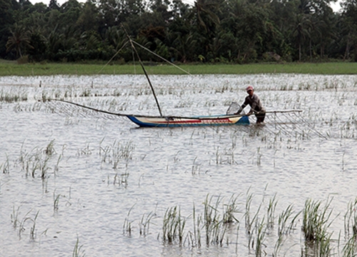 Nước lên đồng nhà nông miền Tây tranh thủ nuôi, bắt cá tôm