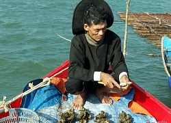 Nuôi hàu Thái Bình Dương không phải cho ăn, năm nào cũng có lãi