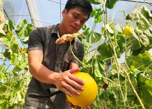 Bất ngờ Ngọc Phụng: Làng rõ đẹp, ruộng đầy quả vàng thơm