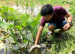 Biến ruộng thành ao, làm giàu nhờ nuôi con mỗi lần đẻ cả trăm trứng