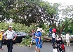 Hàng loạt cây xanh bật gốc sau mưa lớn, đè bẹp ô tô, nhà dân