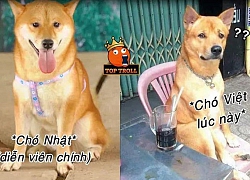 Ảnh chế 'tâm tư của cậu Vàng' khi bị 'biến thành' giống Shiba Inu