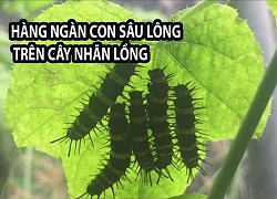 Kinh hãi hàng ngàn con sâu lông trên cây nhãn lồng ở miền Tây