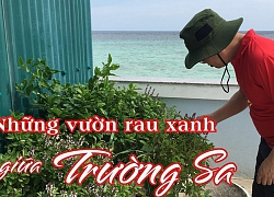 Kỳ lạ những vườn rau xanh trải dài giữa sóng gió ở quần đảo Trường Sa