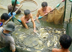 Mắm cá đồng U Minh Thượng