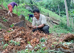 Mang củ lạ "dúi" trên đất núi, 1 năm sau quay lên đào bán ra tiền