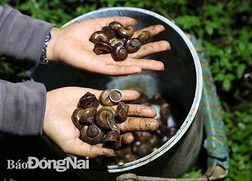 "Săn" ốc núi, kiếm tiền triệu mỗi đêm