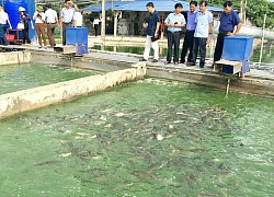 Tạo "sông trong ao", cá nhanh lớn thịt chắc, dân Ứng Hoà lãi đậm