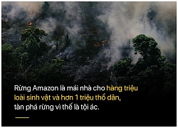 Tình hình cháy rừng tại Amazon đang trầm trọng đến mức nào: 8 tháng 100.000 vụ cháy, thảm họa ở tầm cỡ địa cầu