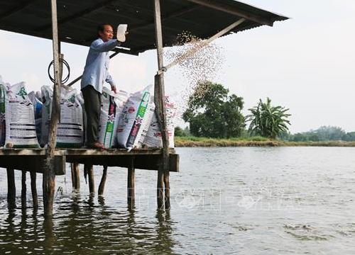 An Giang: Nhờ cá tra thành tỷ phú, có miếng ăn lại lo cho dân nghèo