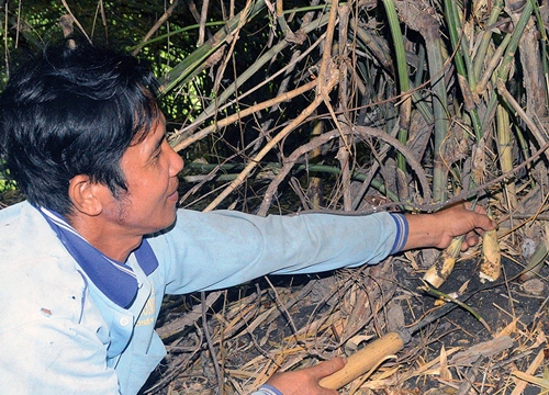 Đi giẫy măng rừng