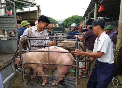 Giá heo hơi hôm nay 27/8: Bắc, Trung tăng nhẹ; Nam ngừng "leo thang"