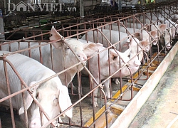 Giá heo hơi hôm nay 29/8: Miền Bắc có HTX lãi tiền tỉ vì &#8220;cháy hàng&#8221;, miền Trung tăng giá