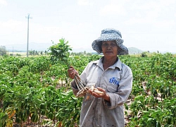 Gia Lai: Hạn giữa mùa mưa, thiệt hại kinh tế nặng nề