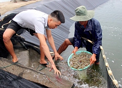 Người dân Nghệ An bán rẻ tôm, di chuyển cá chạy bão số 4 vào