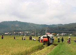 Nông dân Nghệ An khẩn trương thu hoạch lúa hè thu chạy bão số 4