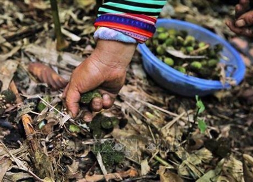 Thung lũng sa nhân-nơi dân vào rừng hái thứ quả quý mọc dưới gốc, để khô bán 500 ngàn/kg