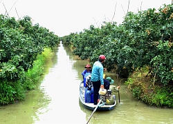 Trên cả đặc sản, giống nhãn đột biến ở Bạc Liêu được săn tìm