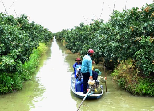 Trên cả đặc sản, giống nhãn đột biến ở Bạc Liêu được săn tìm