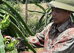 Trồng thanh long trên đất đồi cằn cỗi, lãi hàng trăm triệu mỗi năm