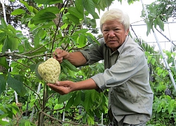 Lão nông với vườn mãng cầu dai cho trái "khổng lồ"