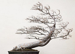 Cây bonsai và các dáng dây có ý nghĩa phong thủy tài lộc