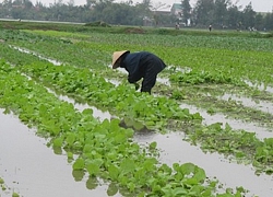 Hàng vạn héc-ta cây trồng đứng trước nguy cơ ngập úng do mưa bão