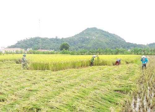 Huyện Vĩnh Lộc: Chủ động thu hoạch lúa mùa nhằm tránh thiệt hại do mưa bão