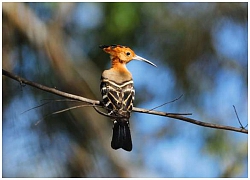 Khám phá những loài động vật kỳ lạ ở quốc đảo Madagascar