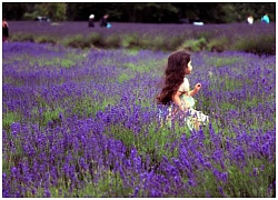 Lãng mạn sắc tím Lavender