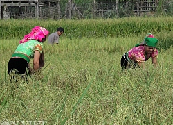 Thơm sực nức mùi lúa nếp ở hội giã cốm ở thung lũng Ngọc Chiến