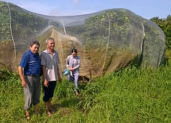 "Cây phát tài" mận An Phước đỏ mọng, ngọt mát lịm trên đất Cần Thơ