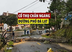 Cây thông cổ thụ bật gốc chắn ngang đường phố Đà Lạt