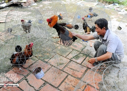 Đến Bến Tre, ghé "lò" luyện những "chiến kê" lừng danh Nam Bộ