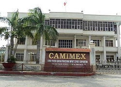 Hậu kiểm toán, lợi nhuận Camimex giảm 24 tỷ đồng