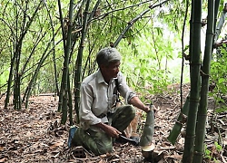 Không lạ mà vẫn hay: 'Hốt bạc' hàng trăm triệu từ trồng tre lấy măng