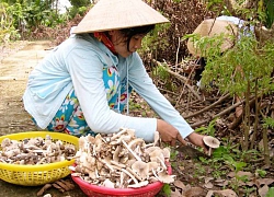 LẠ: Nấm mối rừng, kẻ lùng cả ngày không ra, người chưa qua đã thấy