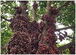 Mất mùa, du khách đến làng đỏ Phú Yên tìm mỏi mắt không thấy trái nào