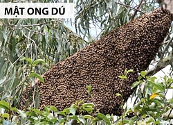 Mật ong rú giá trên trời: Có vàng 9999 chưa chắc mua được giọt vàng