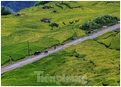 Ngắm cảnh sắc 'thiên đường' ruộng bậc thang hùng vĩ ở Y Tý