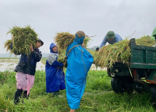 Người dân Hà Tĩnh hối hả thu hoạch lúa trong lũ