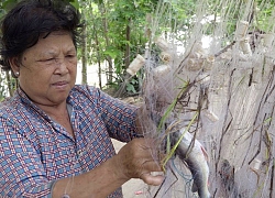 Những mẻ cá đồng đầu tiên sau lũ muộn