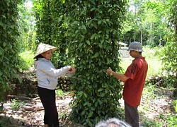 Quảng Nam: Những đặc sản nào đã được gắn sao OCOP?