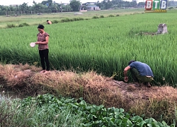 Thái Bình: Muôn kiểu bắt chuột, đào tung bờ cho đến giăng dây điện